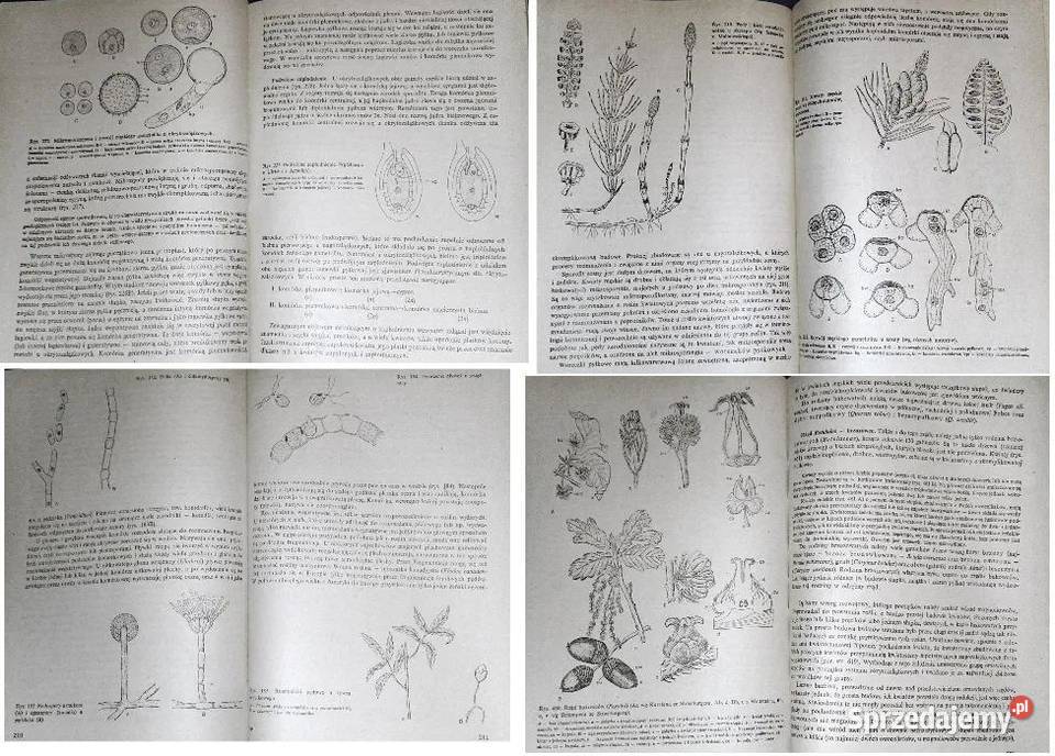 Botanika Alicja Szweykowska Jerzy Szweykowski Chełm