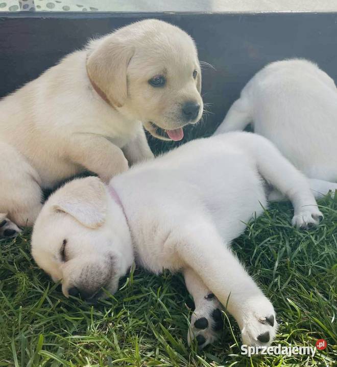 Labrador retriever ZKwPFCI najlepsza
