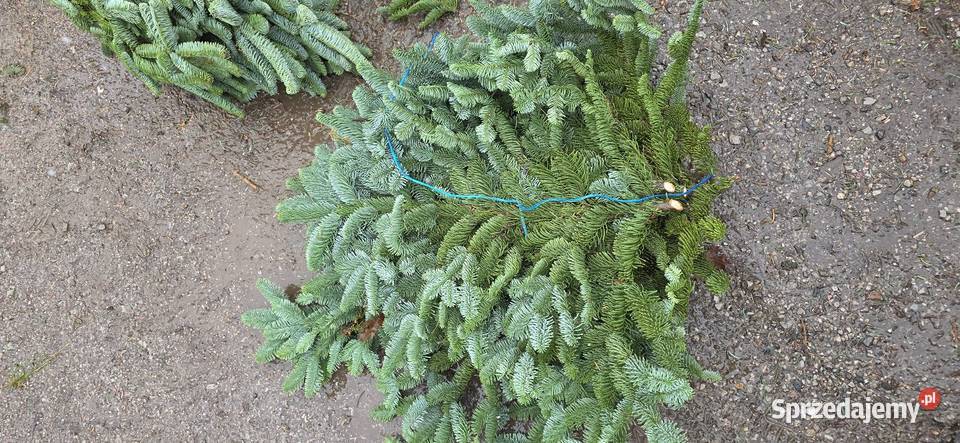 Gałęzie bunty nobilisa kaukaza nordman choinka Pozostałe Kielce