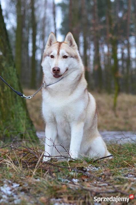 Siberian husky rodowodowe szczenięta zapowiedź kujawsko-pomorskie Inowrocław