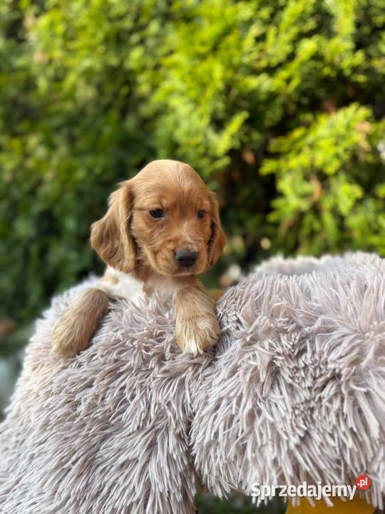 Cocker spaniel angielski Piesek Rodowód Cocker Spaniel Kielce