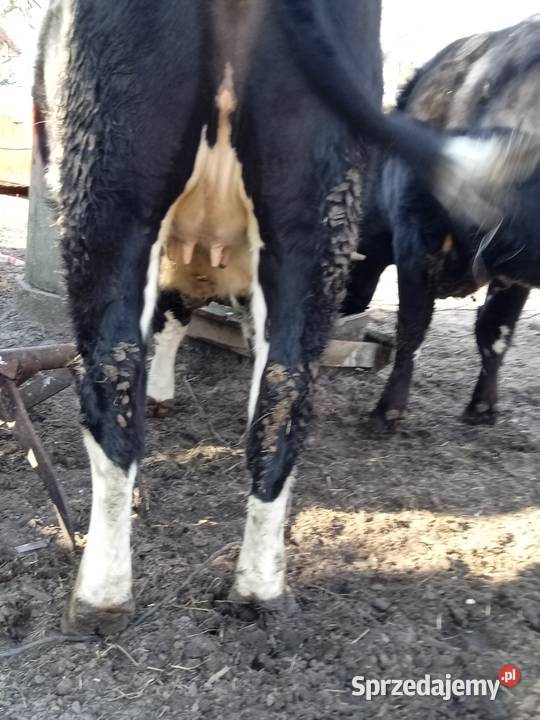 SPRZEDAM JAŁÓWKI NA OCIELENIU Ostrołęka