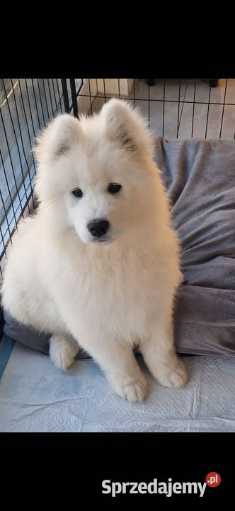 Szczeniaki rasy samoyed gotowe do odbioru Września
