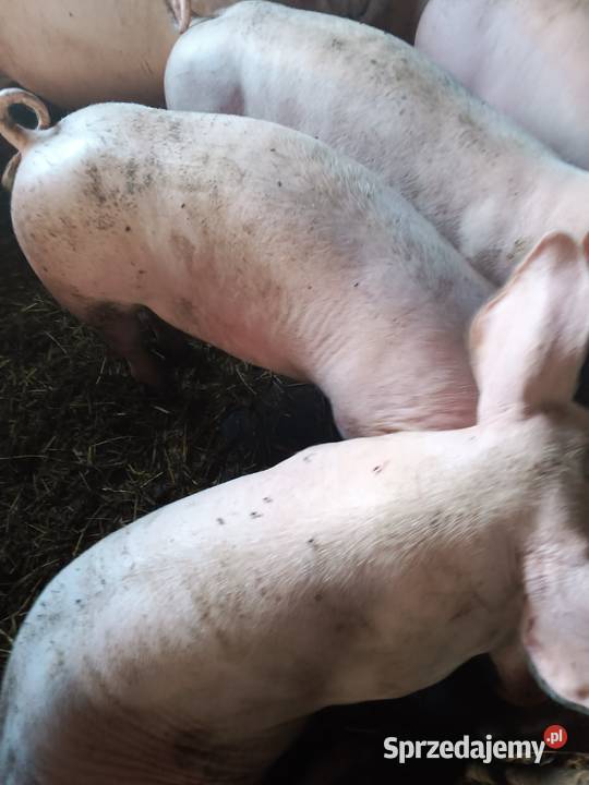 Sprzedam tucznika Giełda zwierząt Pacyna