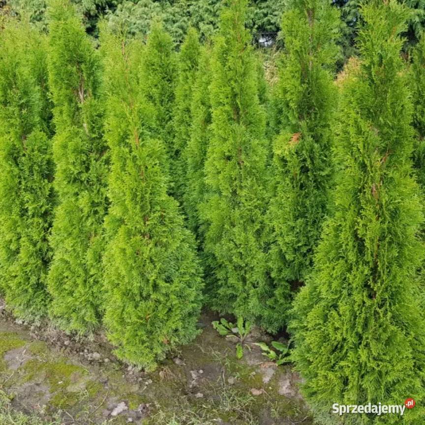 PROMOCJA Szmaragd Tuje Thuje Tuja Krzewy Thuja Kraków