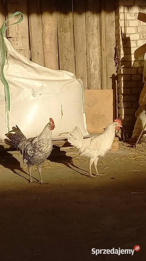 Koguty leghorn brakla srebrna Stoczek Łukowski