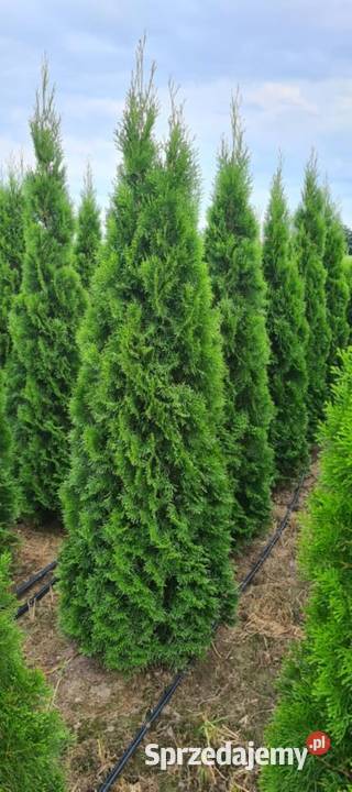 Tuja SzmaragdThuja Smaragd 220 i WYŻSZE SUPER Warszawa