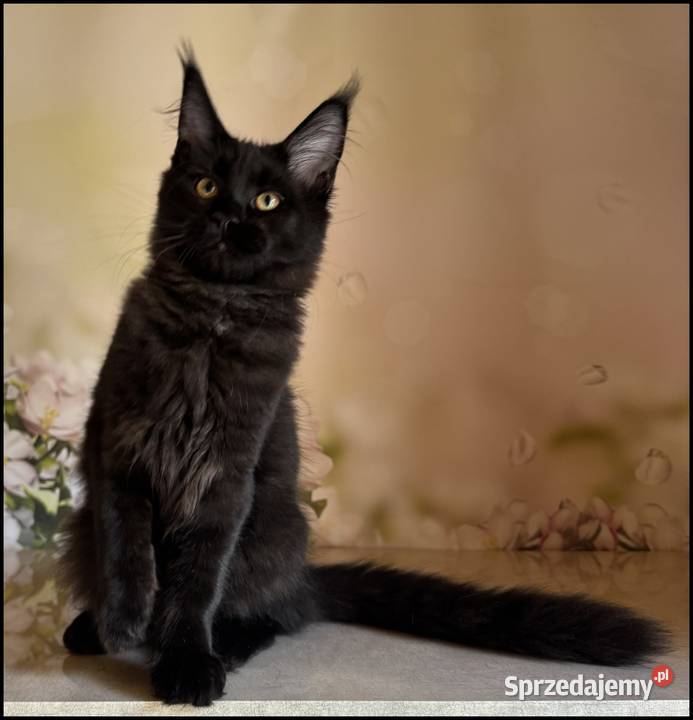 Koteczka Maine Coon Kosma Kraków sprzedam