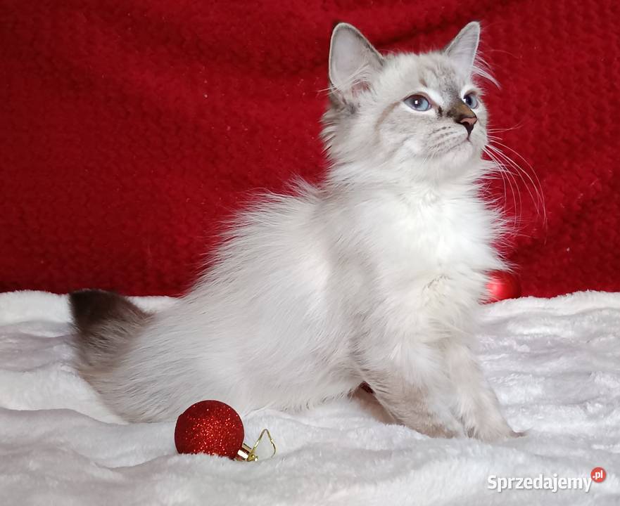 Koty Syberyjskie Neva Masquerade MALIBU Kwilcz