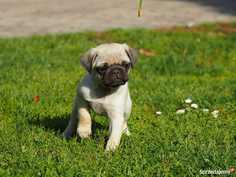 Mopsik suczka łódzkie Skierniewice