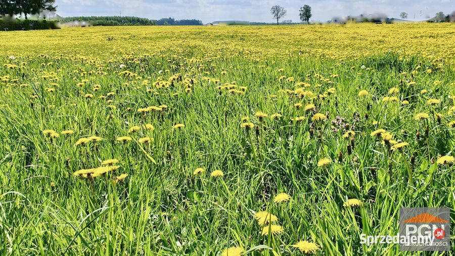 Do sprzedaży działka Gryfice 1722m2 Sprzedaż