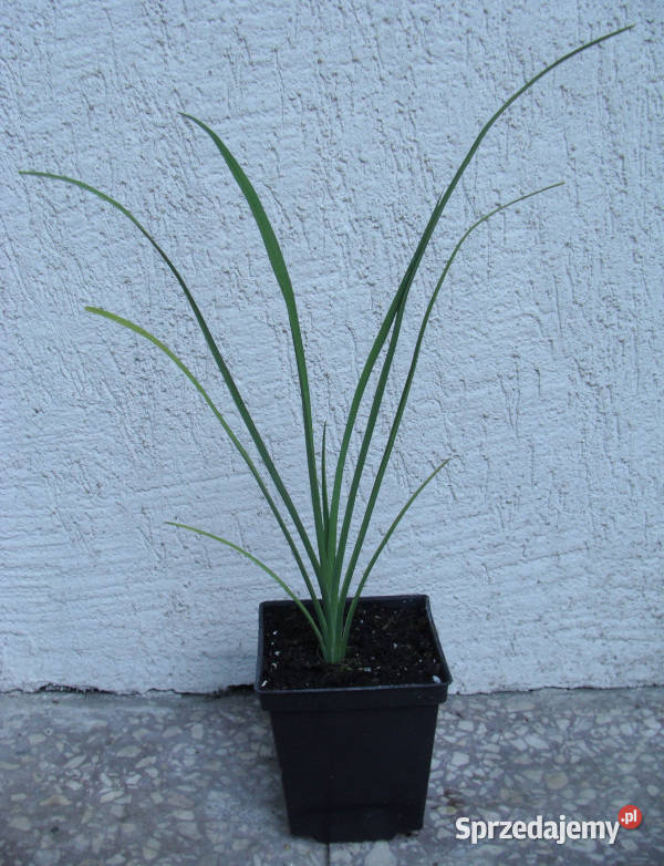 MINI LILIOWIEC Hemerocallis minor sadzonki w Ustronie