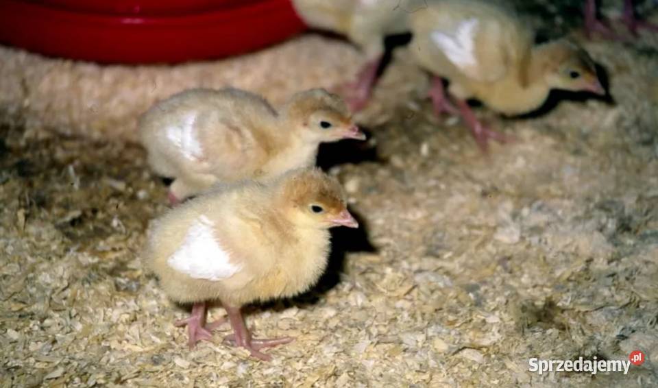 Indyk brojrer BIG6 pisklęta 1 dniowe Zamówienia Ptaki Morawica