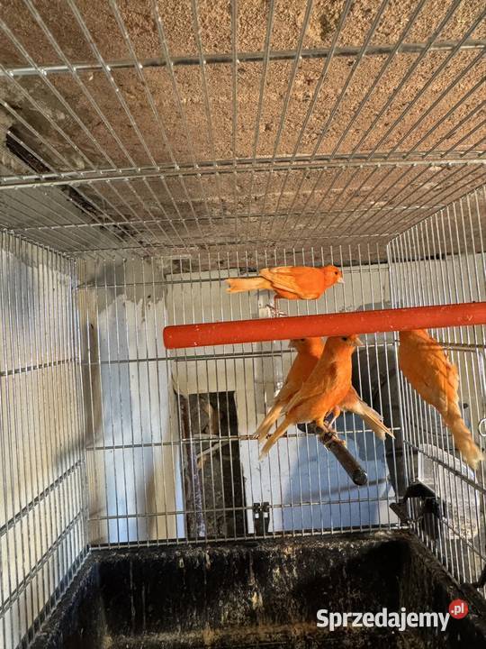 Kanarki CzerwoneOpal Mozaika Cianowice