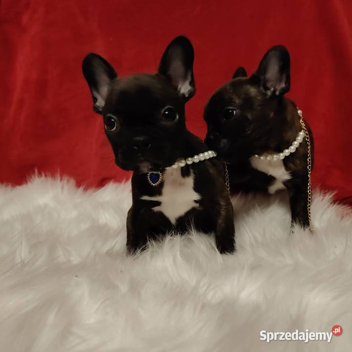 Buldog francuski z genem blue lubelskie Zakrzów