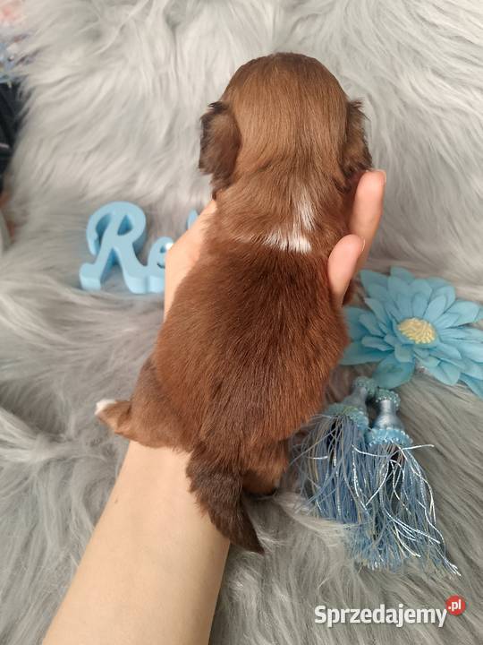 Śliczny piesek rasy ShihTzu czekoladowy opolskie sprzedam