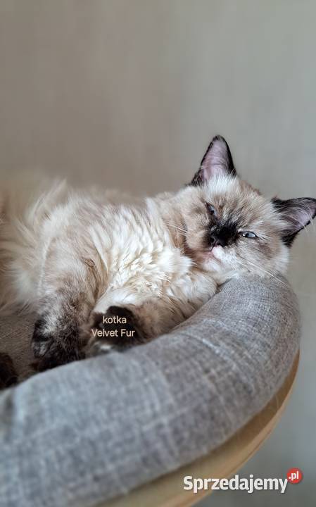 Kotka neva masquerade syberyjska szylkret Chrząstowice