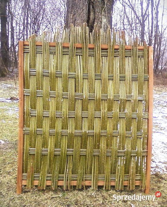 wierzba energetyczna na pniu z 95 ha Haczów