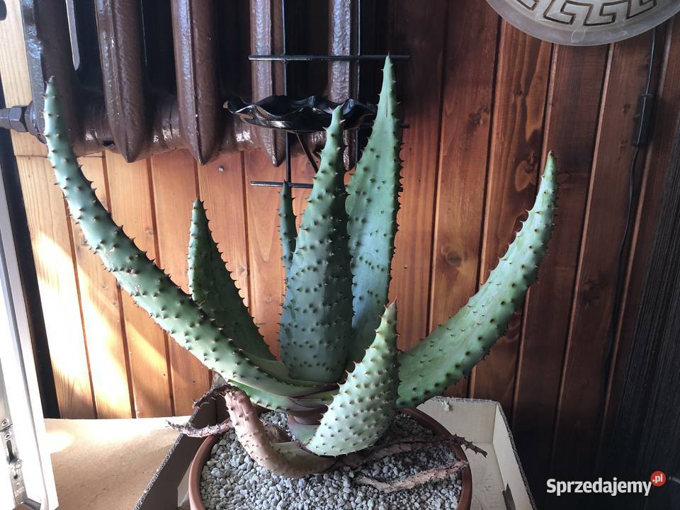 Aloes Aloe Ferox piękny rzadki w Polsce gatunek Piastów