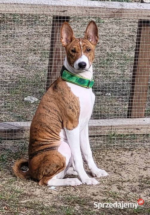 Basenji szczeniaki championach Dostępne stycznia warmińsko-mazurskie Olsztyn sprzedam