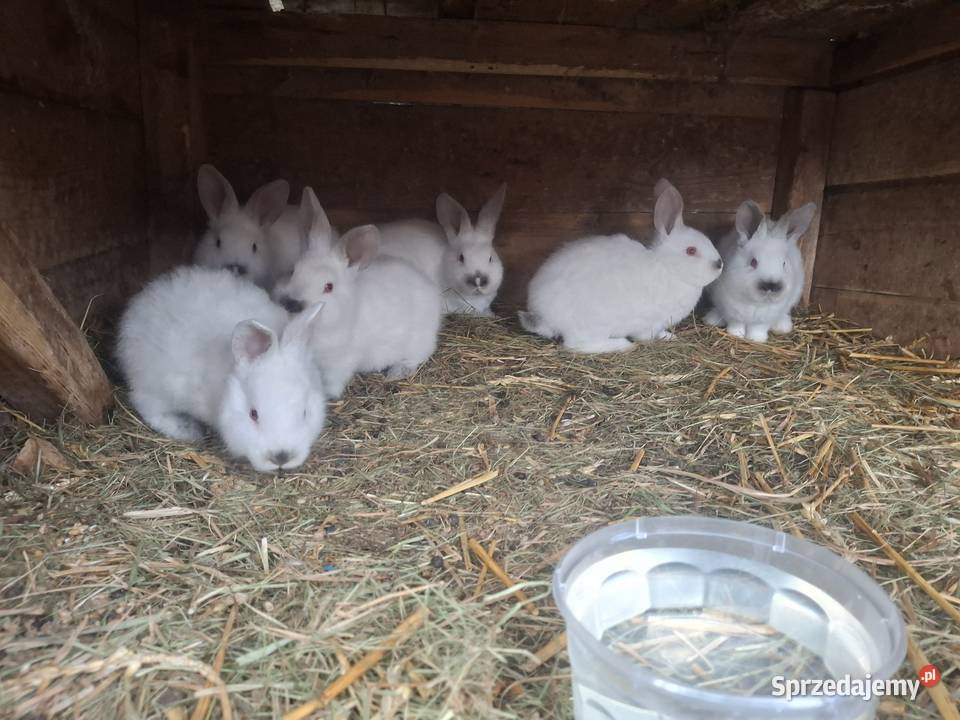 Młode króliki mieszane Szymanów sprzedam