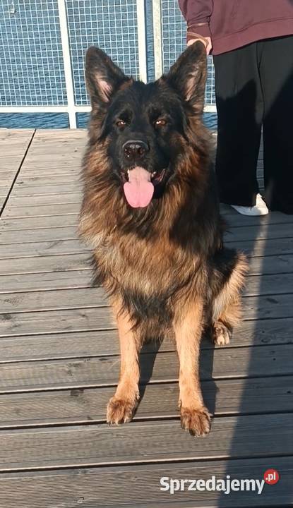 Owczarek niemiecki długowłosy ZKwP FCI
