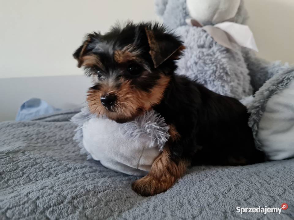Dziewczyna Yorkshire Terrier z Chipem Wyprawka śląskie