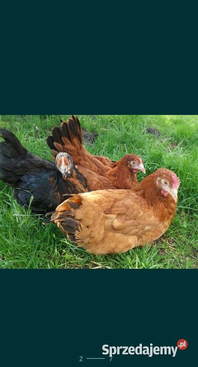 Certyfikowana ferma drobiu RĄCZYNA 39A Przeworsk