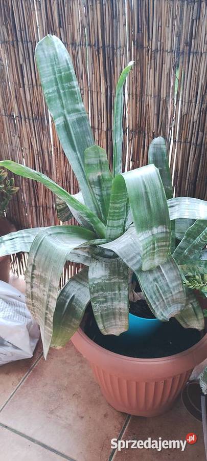 Kwiat ECHMEA wstęgowata Aechmea fasciata Leszno sprzedam