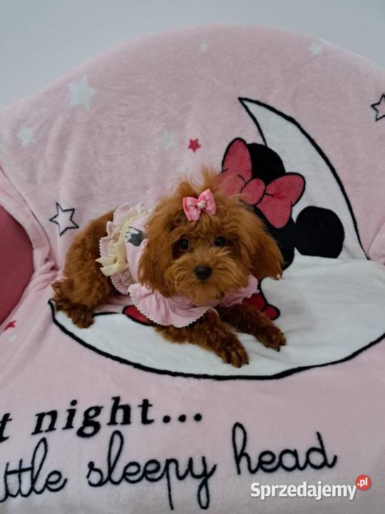 szczenięta pudel toy red płowy z rodowodem FCI Gdańsk