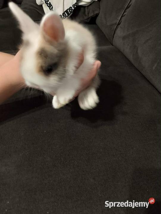 Królik miniaturka Pasym