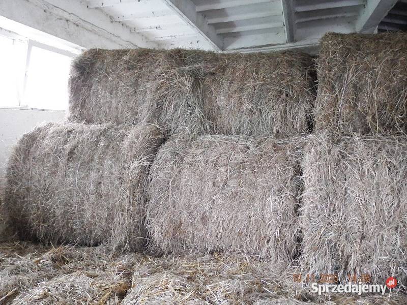 Siano pod dachem 2025 Ostróda