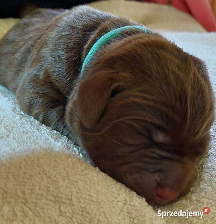 Labrador Retriever ZKwPFCI czekoladowe dolnośląskie