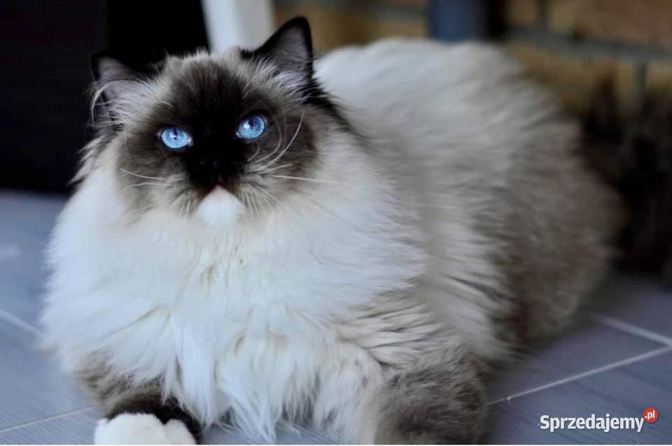 Dorosła kotka Ragdoll Layla Malbork