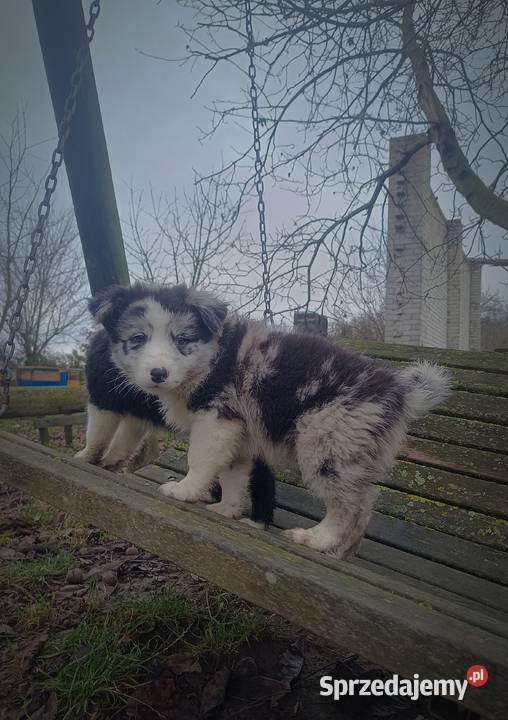 Border collie szczeniaki Hrubieszów