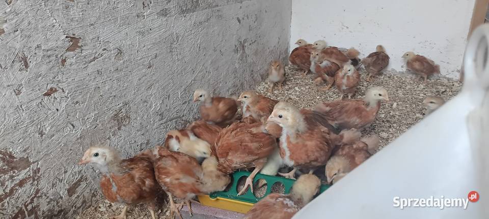 Kokoszki Pisklęta Kurczęta Hampshire Myślenice