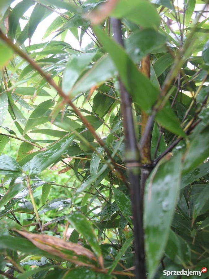 BANANOWCE BAMBUSY KAKTUSY GUNERA dolnośląskie