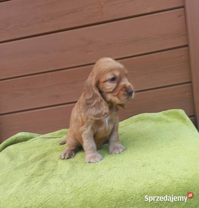 Cocker Spaniel Angielski Piesek Jutrosin