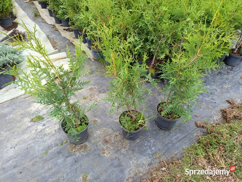 Thuja Brabant 4050 5 Wrocław Iglaste Januszkowice