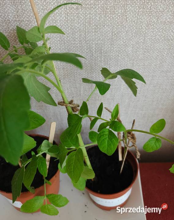 Sadzonki pomidorów Bio Łódź