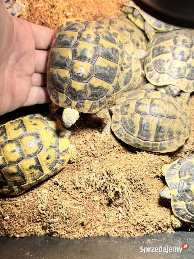 Żółw żółwie grecki greckie lądowe Kędzierzyn-Koźle sprzedam