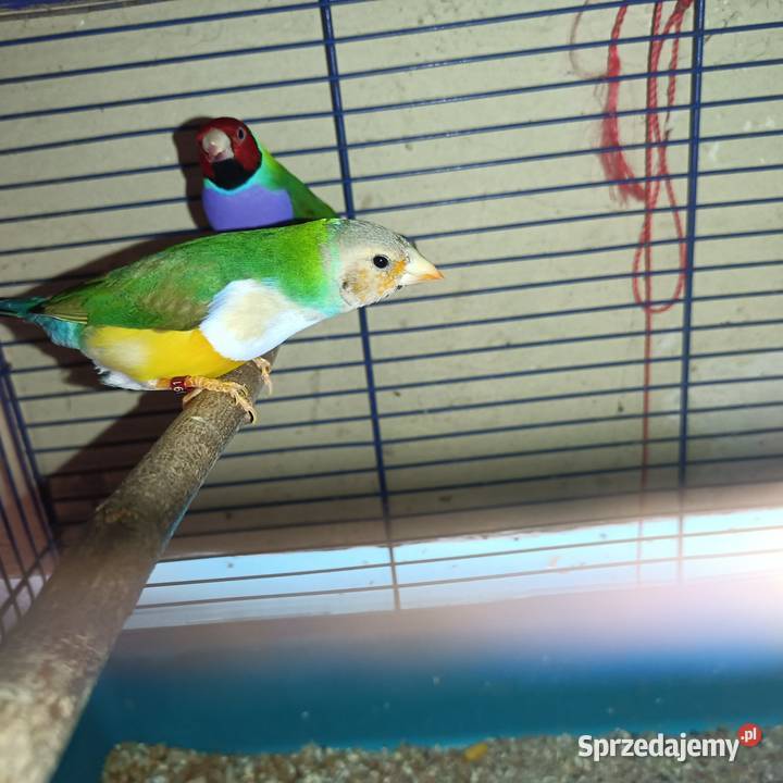 Zamienię samca na samicę Ptaki Pleszew