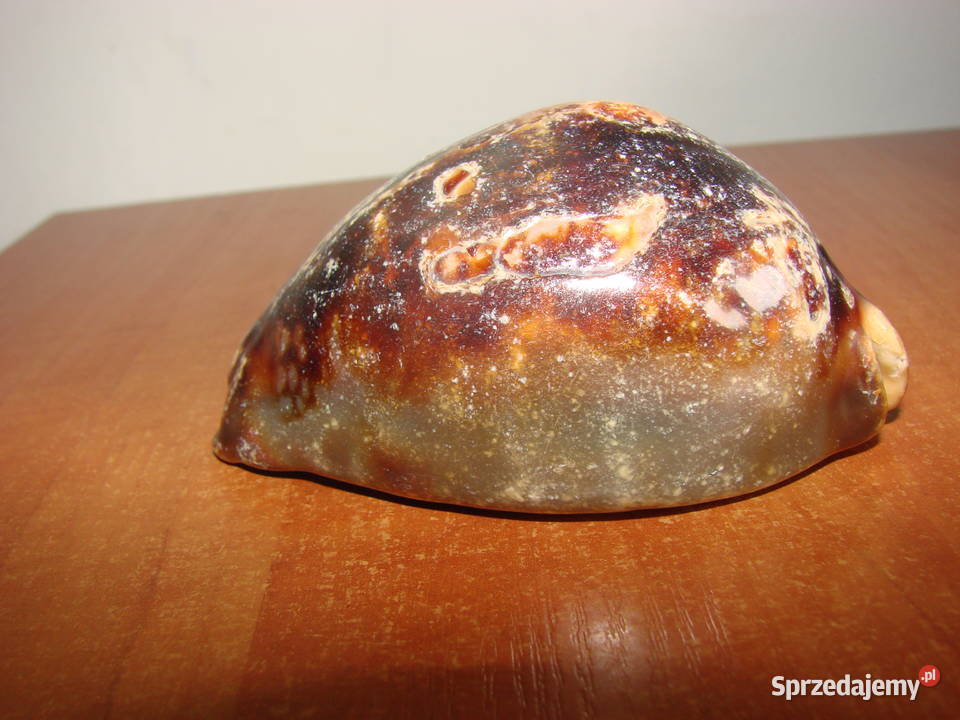 Cypraea muszla porcelanka Antyki, Sztuka, Kolekcje Pruszcz Gdański