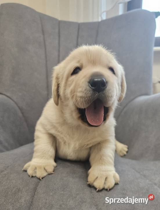 Labrador retriever Zkwp FCI Lgota Mała