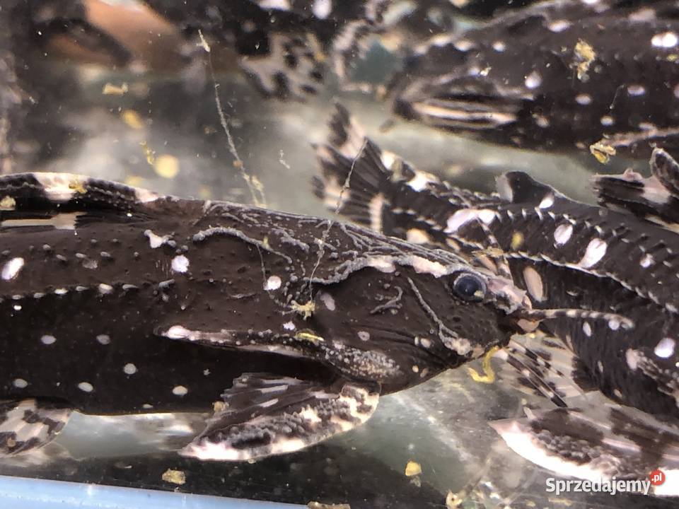 Kirys sum Agamix grzebykoczelny Justynów