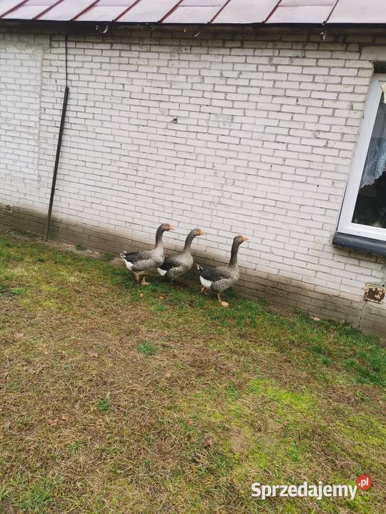 Gąsiory landes mazowieckie Stoczek