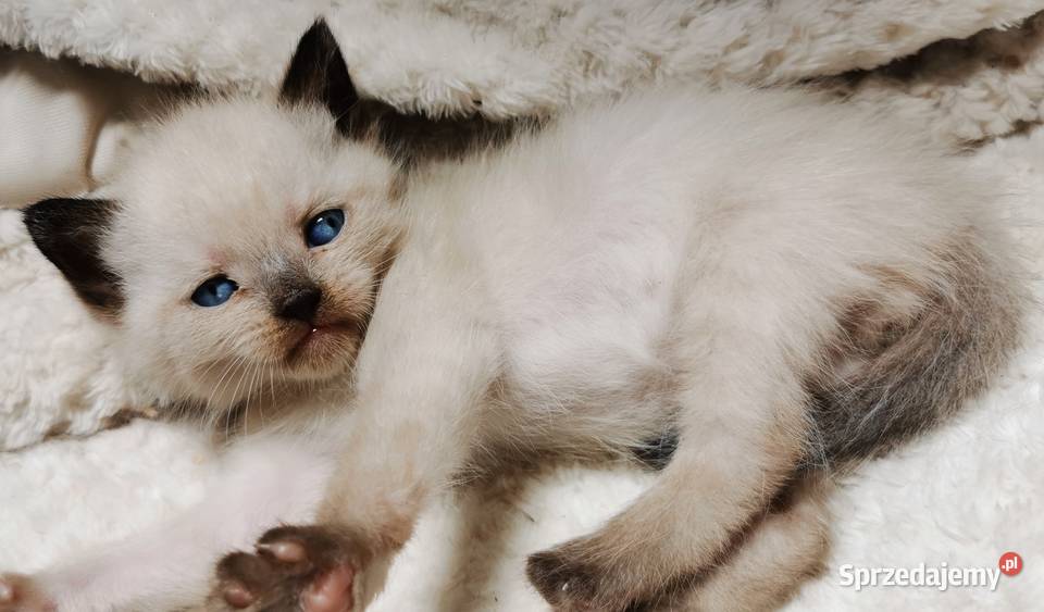 Kocięta brytyjskie point Fplp śląskie Żory