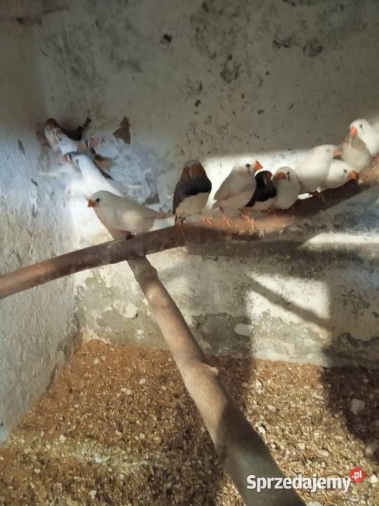 Papugi faliste młode Kwieciszewo