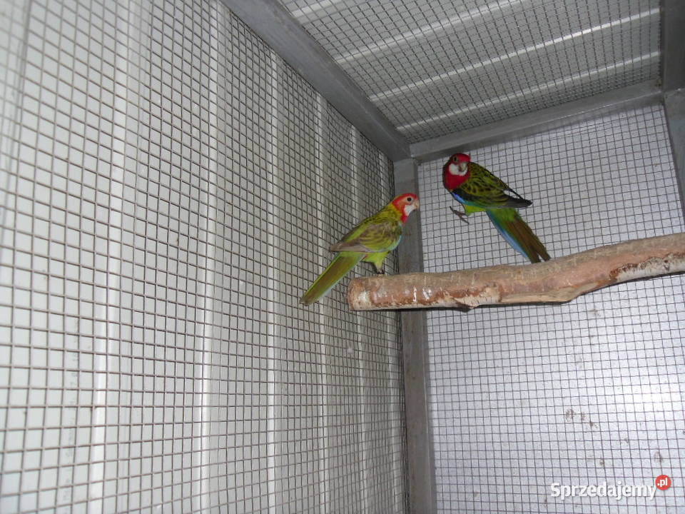 Rozella Rozelle Białolice Ptaki śląskie