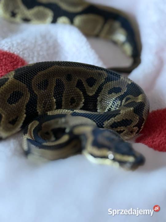 Pyton Królewski Samiczka sprzedam